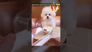 Download Lagu Reaksi Anjing Dikibulin Tuannya! 😂 MP3 Download Lagu Reaksi Anjing Dikibulin Tuannya! 😂 MP3