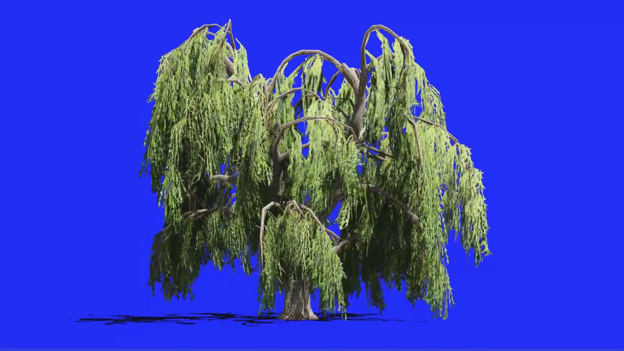 Willow Tree In Wind Blue Screen You Willow Tree In Wind Blue Screen