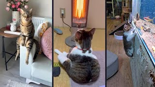 Funny and cute CATS 🐱Videos🔶 Сompilation # 5🔶