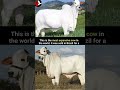 NG OMBE GHALI DUNIANI Animals Shorts Simbasc Yangasc Trendingshorts Youtubeshorts Simba Cow NG OMBE GHALI DUNIANI Animals Shorts Simbasc Yangasc Trendingshorts Youtubeshorts Simba Cow
