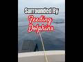 Dolphins EATING Squid #dolphins  #fishing