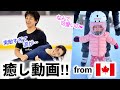 「素敵すぎて涙が…」りくりゅう＆ブルーノコーチ！癒し動画続々 from カナダ♪