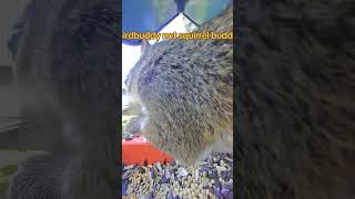 #birdfeeder #birds #funny #squirrel #shorts