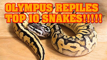 Our top BALL PYTHONS??  Caleb and I each pick some!  They may not be what you think....