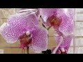 Парад биг липов. Бабочка Альбуфейра и другие потрясающие орхидеи в Леруа Мерлен г Новокузнецк. 💕🌺🌸💗