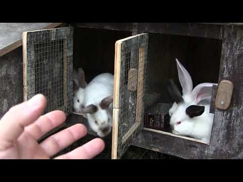 ეცადეთ ახალი შემოსული ქერი და იონჯა არ მისცეთ ბოცვერს..