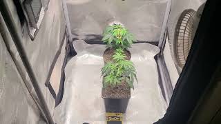 Growing Cannabis Your Way. Sour Kush Veg Week 4 1/2