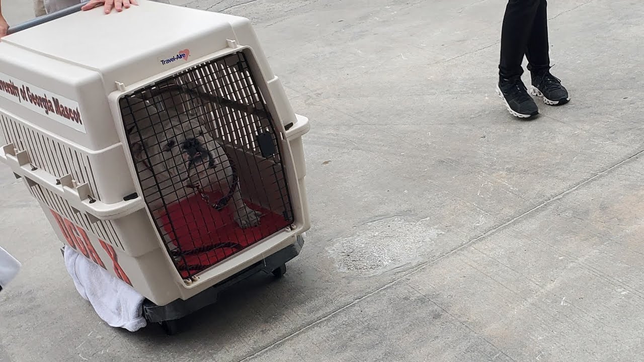 What Are The Odds On The Georgia Florida Game