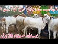 Today Latest Bahawalpur Cow Mandi Video Qurbani 2026 ||Global Village Farming 
