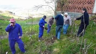 Jornadas de la poda en Vilanova de Lourenzá Y reparto de Arboles