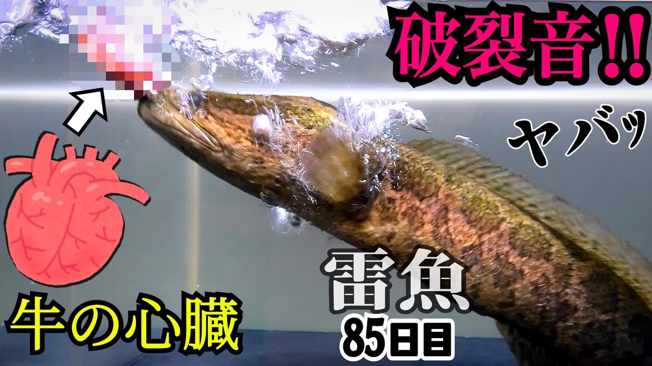 空腹ライギョの水槽に牛の心臓を落とすと やせすぎ雷魚85日目 Youtube