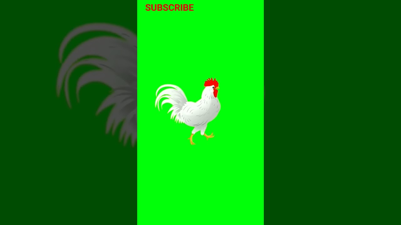 Chicken Green Screen |  Chroma Key 