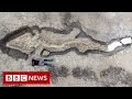 Fossilized "Sea Dragon" found in England is the largest one ever