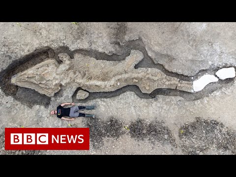 Huge fossilised 'sea dragon' found in UK - BBC News