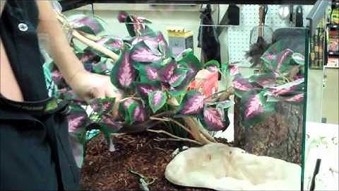 Making an Amazon Tree Boa Setup