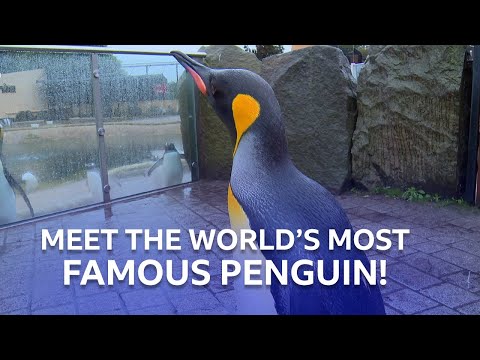 Vídeo: Há pinguins no zoológico de hogle?