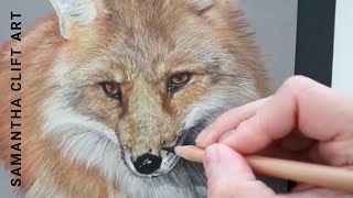 How to draw a realistic Fox in pastel pencils with Samantha Clift