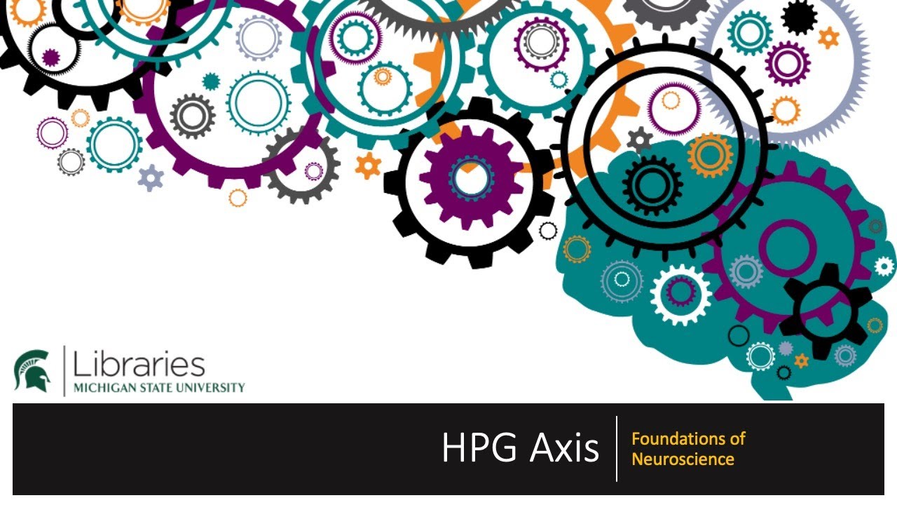 Chapter 31 - HPG Axis