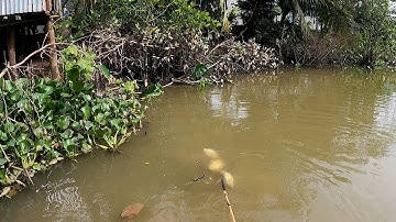 Những Đàn Cá Khủng Khiếp Ở Miệng Cống Nước Trong | Kích Cá Miền Tây | Catch Fish