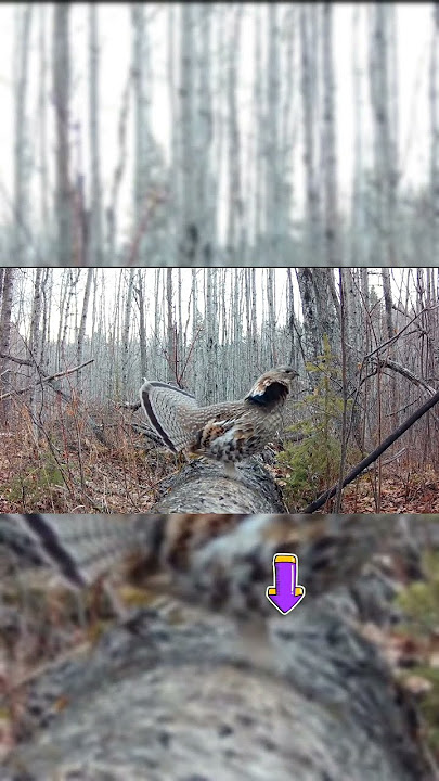 🔴 BURUNG KO LUCU‼️😊😊💥💥🦜🦜🦜#burungkicau #videoshort @KEBUMENNKICAU99