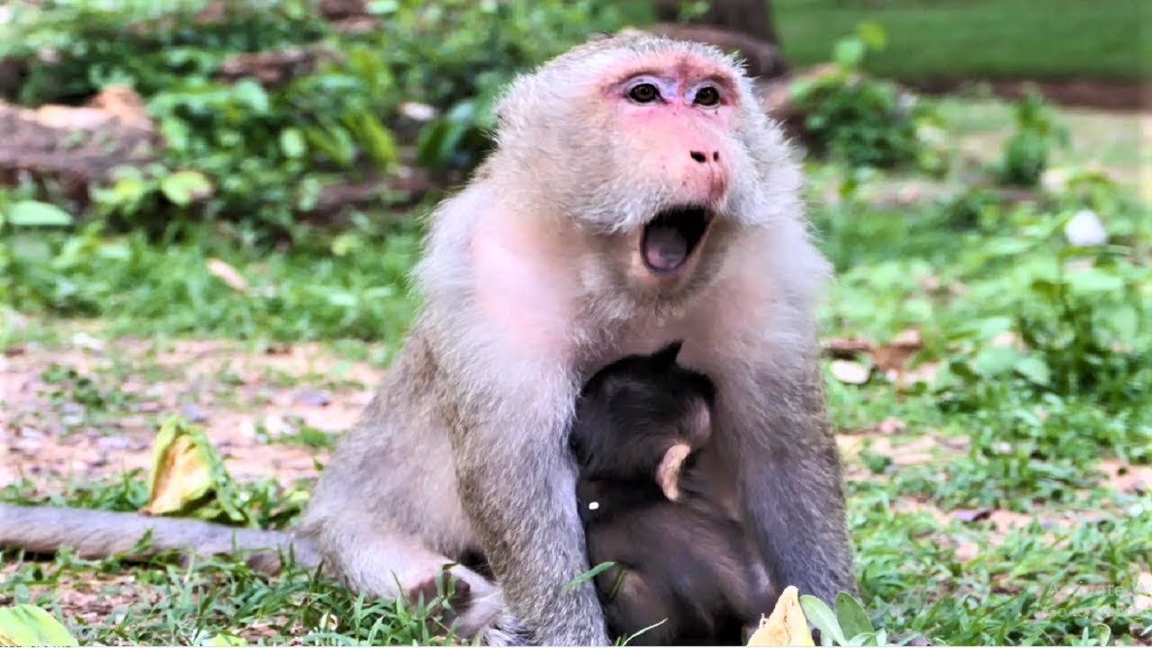 Aw Very Cute baby Queen and Quinton, her baby growing fast, the baby looking healthy and adorable