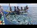 Huge Needlefish Catch with Traditional Fishing Nets | Amazing Ocean Harvest