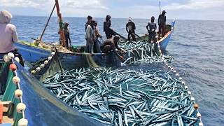 Huge Needlefish Catch with Traditional Fishing Nets | Amazing Ocean Harvest