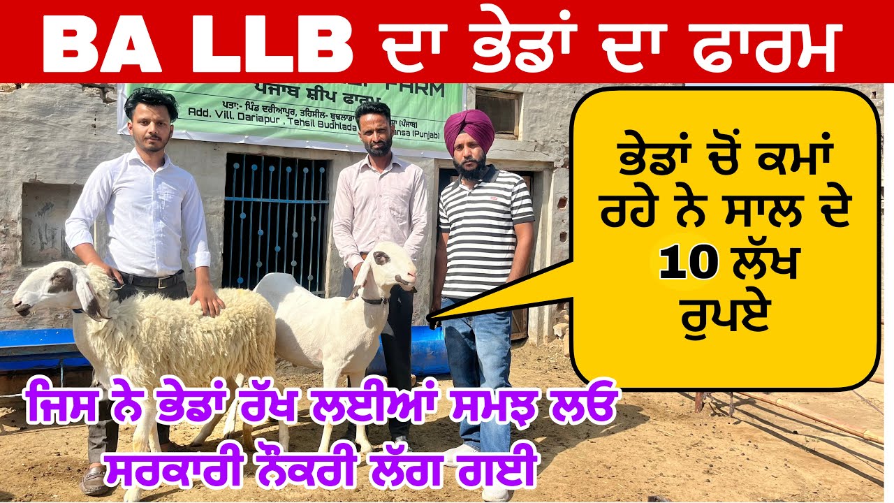ਭੇਡਾਂ ਚੋਂ ਕਮਾਓ ਸਾਲ ਦਾ 10 ਲੱਖ ਰੁਪਏ ਸਿਰਫ 2 ਘੰਟੇ ਕੰਮ ਕਰਕੇ । Punjab sheep Farm #sheepfarming ​⁠
