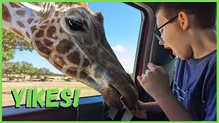 Best Wildlife Safari In Texas Full Tour Fossil Rim Things To Do In Glen Rose Texas