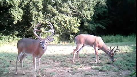 Big 8 (Leaf River iR-7SS)