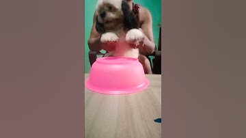 Thumbnail of Jake drum #dog #dogs #doglover #drums #drum #shorts #short