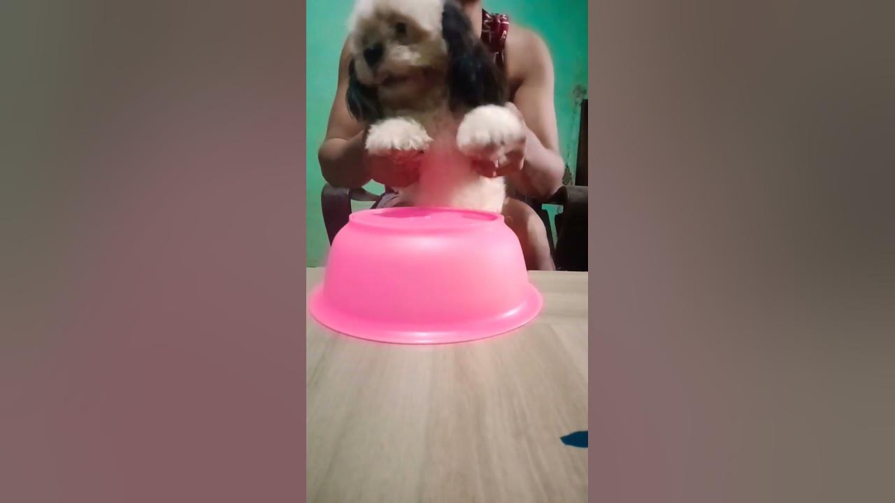 Jake drum #dog #dogs #doglover #drums #drum #shorts #short