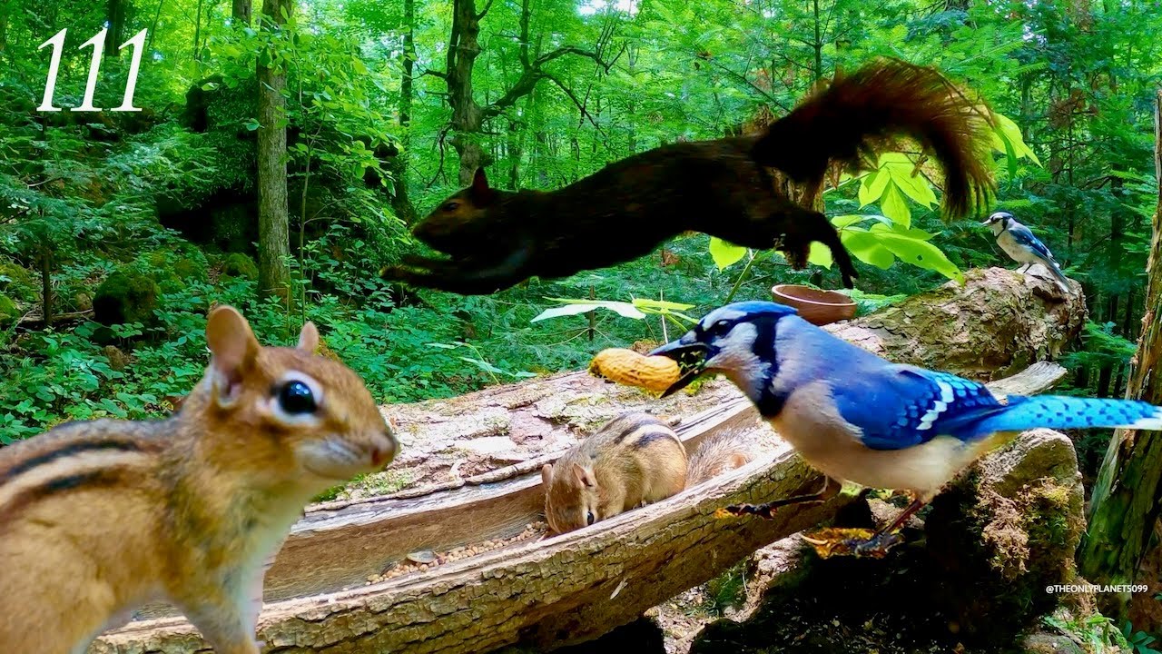 Cat TV: Relaxing Forest Wildlife: Chipmunks, Squirrels and Blue Jays 4K. Ep. 111