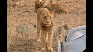 Lion Cubs Chase After Cars