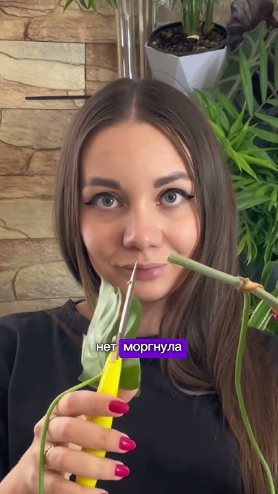 Черенкуем лиану - YouTube