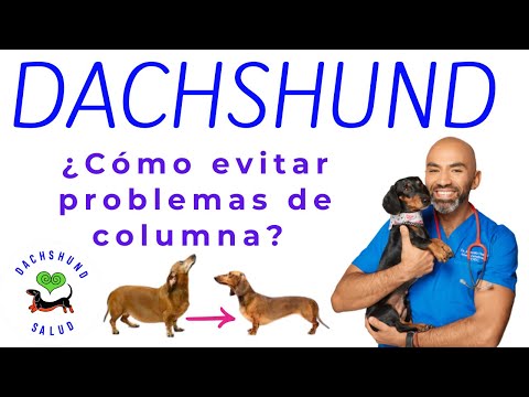Video: Cómo prevenir problemas de espalda en Dachshunds