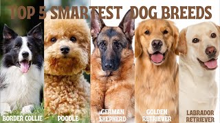 Top 5 Smartest Dog Breeds by FurryFriends 309 views 2 months ago 6 minutes, 51 seconds