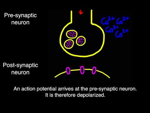 6.5 Transmission across a synapse