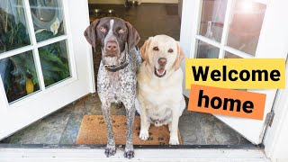 Mommy vs Daddy | Dogs welcoming parents home