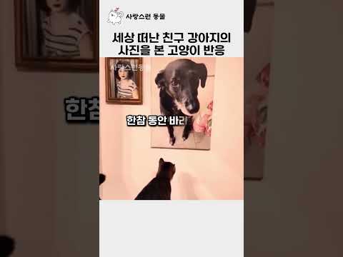 세상 떠난 친구 강아지의 사진을 처음 본 고양이 반응 thumbnail