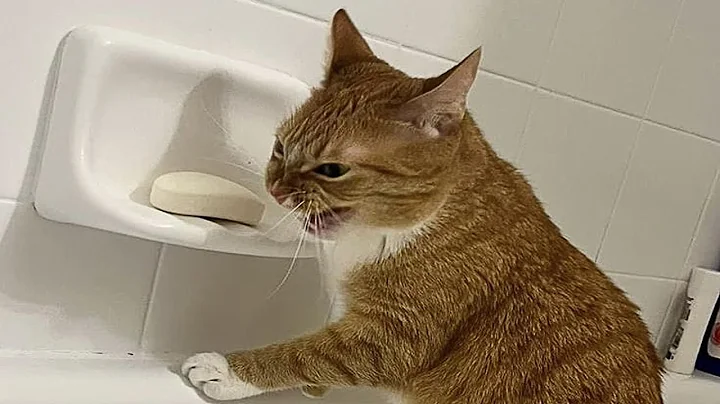 Video 9713261: cat furries funny, furry animals, laugh cats funny animal