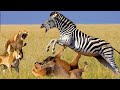 Zebra vs Crocodile And Lion | Get Rid Of Crocodile Zebra To Confront Lion | Zebra Tragic Ending