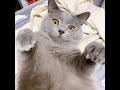 【iPhone動画】ムッちの腹毛をワッサ~