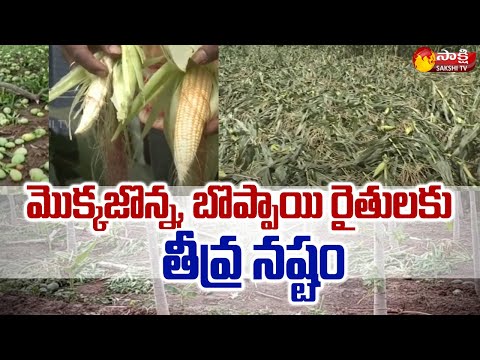 Heavy loss to Maize and Papaya Farmers Due to Sudden Rains In Khammam District @SakshiTV - SAKSHITV