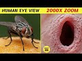10 Things You Can See Only Under Microscope | Fact 336