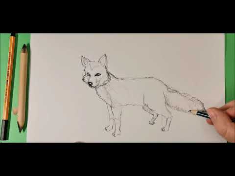 Video: Come Si Disegna Una Volpe Con Una Matita
