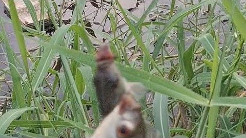 Câu cá rô phi ngay ổ cá ăn vũ bão cong cần rít cước