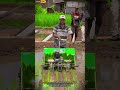 Rice Planting with Tools | Workers Transplanting Rice Efficientlt #farming #farminglife