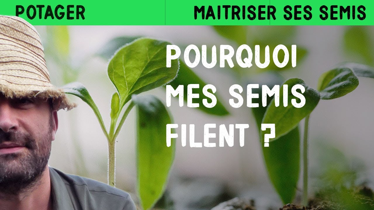 Mes semis filent, pourquoi ? Comment éviter ce phénomène ?