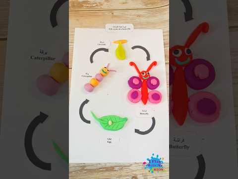 نشاط دورة حياة الفراشة بالصلصال      